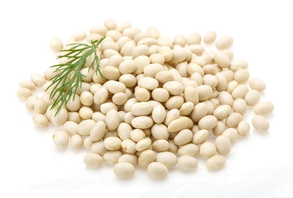 50 White Great Northern Bean Bush Vegetable Seeds - Phaseolus Vulgaris - Image 3