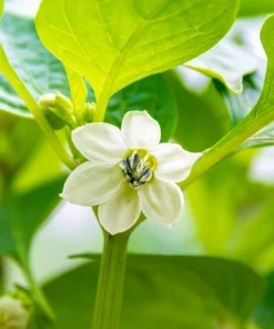50 White Habanero Pepper Seeds - Hot Capsicum Chinense Vegetable Seeds - Image 4