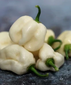 50 White Habanero Pepper Seeds - Hot Capsicum Chinense Vegetable Seeds - Image 5