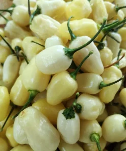 50 White Habanero Pepper Seeds - Hot Capsicum Chinense Vegetable Seeds - Image 6