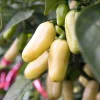 50 White Habanero Pepper Seeds - Hot Capsicum Chinense Vegetable Seeds - Image 1