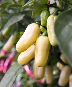 50 White Habanero Pepper Seeds - Hot Capsicum Chinense Vegetable Seeds - Image 1
