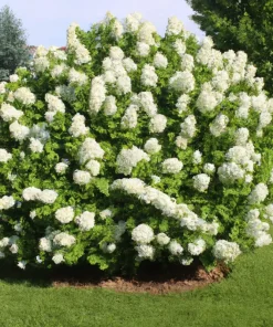 50 White Hydrangea quercifolia Seeds - Oakleaf Flower Bush for Landscaping - Image 1