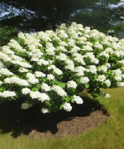 50 White Hydrangea quercifolia Seeds - Oakleaf Flower Bush for Landscaping - Image 2