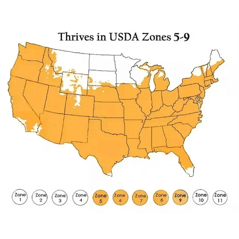 50 White Hydrangea quercifolia Seeds - Oakleaf Flower Bush for Landscaping - Image 8