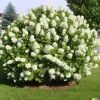 50 White Hydrangea Seeds - Hydrangea quercifolia Bush for Garden - Image 1
