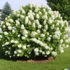 50 White Hydrangea Seeds - Quercifolia Flower Bush, Hedge, Shrub - Perennial Outdoor - Image 1