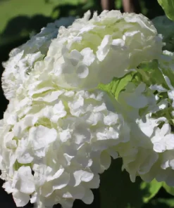 50 White Hydrangea Seeds - Quercifolia Flower Bush, Hedge, Shrub - Perennial Outdoor - Image 3