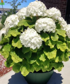 50 White Hydrangea Seeds - Quercifolia Flower Bush, Hedge, Shrub - Perennial Outdoor - Image 4