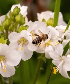 50 White Jacob's Ladder Flower Seeds - Polemonium Caeruleum White - Image 2