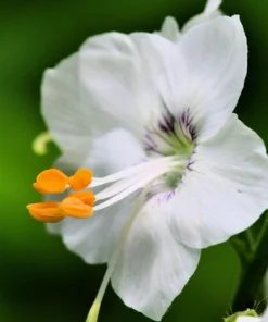 50 White Jacob's Ladder Flower Seeds - Polemonium Caeruleum White - Image 3