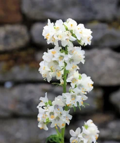 50 White Jacob's Ladder Flower Seeds - Polemonium Caeruleum White - Image 4