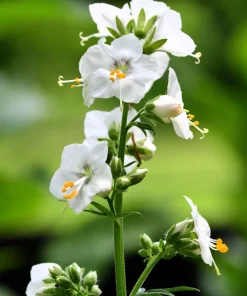 50 White Jacob's Ladder Flower Seeds - Polemonium Caeruleum White - Image 5