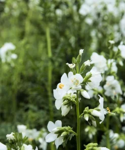 50 White Jacob's Ladder Flower Seeds - Polemonium Caeruleum White - Image 6