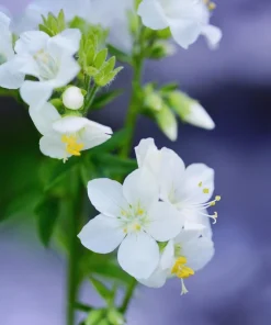 50 White Jacob's Ladder Flower Seeds - Polemonium Caeruleum White - Image 7