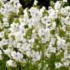 50 White Jacob's Ladder Flower Seeds - Polemonium Caeruleum White - Image 1