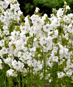 50 White Jacob's Ladder Flower Seeds - Polemonium Caeruleum White - Image 1