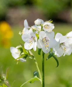 50 White Jacob's Ladder Flower Seeds - Polemonium Caeruleum White - Image 8
