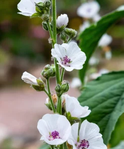 50 White Marsh Mallow Althaea Officinalis Flower Seeds - Bulk Pack - Image 2
