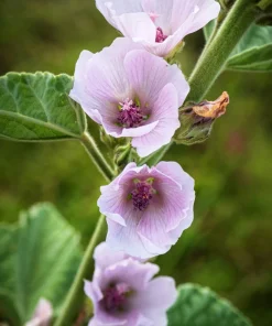 50 White Marsh Mallow Althaea Officinalis Flower Seeds - Bulk Pack - Image 3