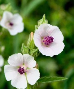 50 White Marsh Mallow Althaea Officinalis Flower Seeds - Bulk Pack - Image 4