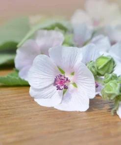 50 White Marsh Mallow Althaea Officinalis Flower Seeds - Bulk Pack - Image 5