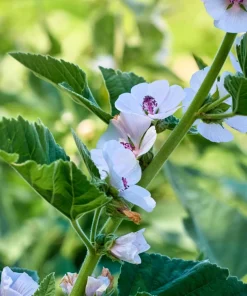 50 White Marsh Mallow Althaea Officinalis Flower Seeds - Bulk Pack - Image 6