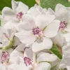 50 White Marsh Mallow Althaea Officinalis Flower Seeds - Bulk Pack - Image 1