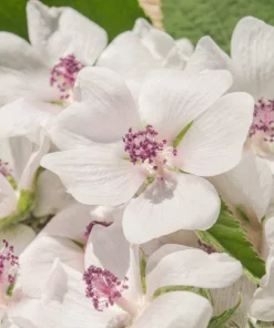 50 White Marsh Mallow Althaea Officinalis Flower Seeds - Bulk Pack - Image 1