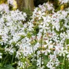 50 White Rock Soapwort Seeds - Saponaria Vaccaria Alba Gypsophila Groundcover - Image 1