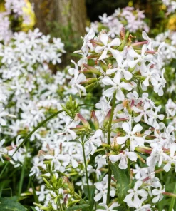 50 White Rock Soapwort Seeds - Saponaria Vaccaria Alba Gypsophila Groundcover - Image 1