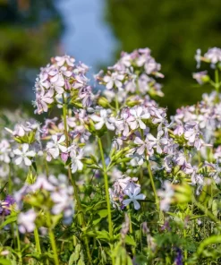 50 White Rock Soapwort Seeds - Saponaria Vaccaria Alba Gypsophila Groundcover - Image 2