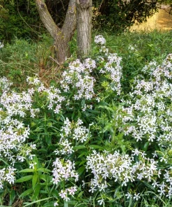50 White Rock Soapwort Seeds - Saponaria Vaccaria Alba Gypsophila Groundcover - Image 3