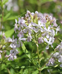 50 White Rock Soapwort Seeds - Saponaria Vaccaria Alba Gypsophila Groundcover - Image 4
