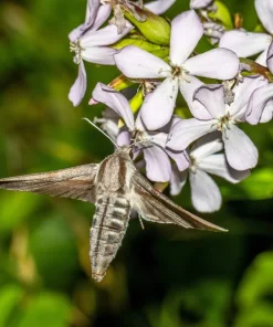 50 White Rock Soapwort Seeds - Saponaria Vaccaria Alba Gypsophila Groundcover - Image 5