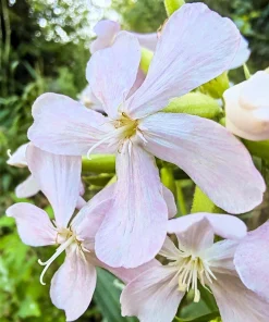 50 White Rock Soapwort Seeds - Saponaria Vaccaria Alba Gypsophila Groundcover - Image 6
