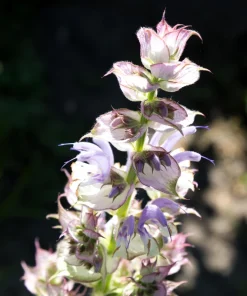 50 White Swan Clary Sage Seeds - Salvia Viridis Horminum Flower Seeds for Garden - Image 10