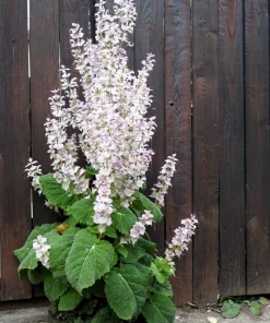 50 White Swan Clary Sage Seeds - Salvia Viridis Horminum Flower Seeds for Garden - Image 2