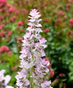 50 White Swan Clary Sage Seeds - Salvia Viridis Horminum Flower Seeds for Garden - Image 3