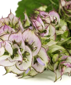 50 White Swan Clary Sage Seeds - Salvia Viridis Horminum Flower Seeds for Garden - Image 4
