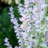 50 White Swan Clary Sage Seeds - Salvia Viridis Horminum Flower Seeds for Garden - Image 1