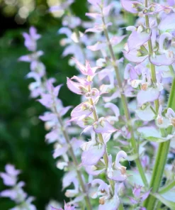 50 White Swan Clary Sage Seeds - Salvia Viridis Horminum Flower Seeds for Garden - Image 1