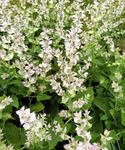 50 White Swan Clary Sage Seeds - Salvia Viridis Horminum Flower Seeds for Garden - Image 6
