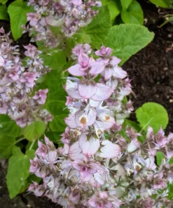 50 White Swan Clary Sage Seeds - Salvia Viridis Horminum Flower Seeds for Garden - Image 7
