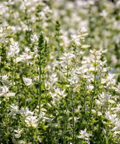 50 White Swan Clary Sage Seeds - Salvia Viridis Horminum Flower Seeds for Garden - Image 8