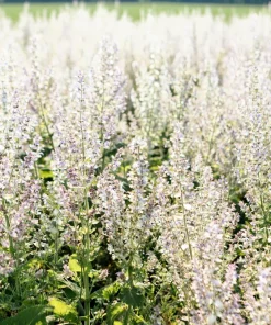 50 White Swan Clary Sage Seeds - Salvia Viridis Horminum Flower Seeds for Garden - Image 9