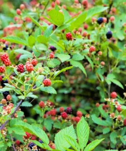 50 Whitebark Black Raspberry Seeds - Rubus Leucodermis - Native Fruit Berry - Image 2
