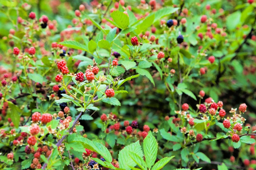 50 Whitebark Black Raspberry Seeds - Rubus Leucodermis - Native Fruit Berry - Image 2