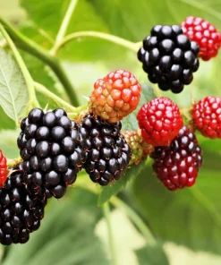 50 Whitebark Black Raspberry Seeds - Rubus Leucodermis - Native Fruit Berry - Image 3