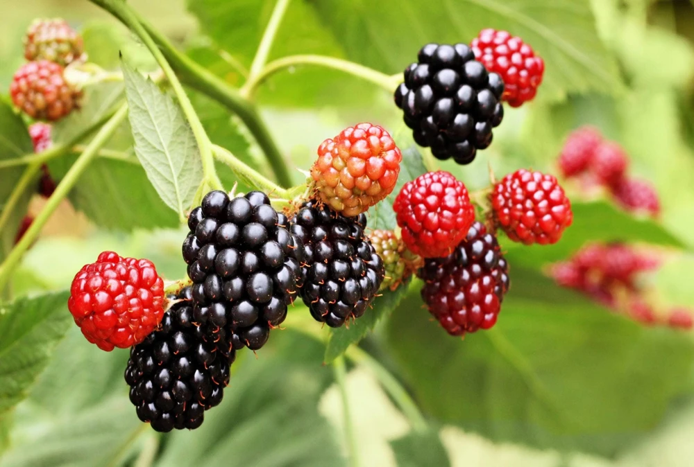 50 Whitebark Black Raspberry Seeds - Rubus Leucodermis - Native Fruit Berry - Image 3